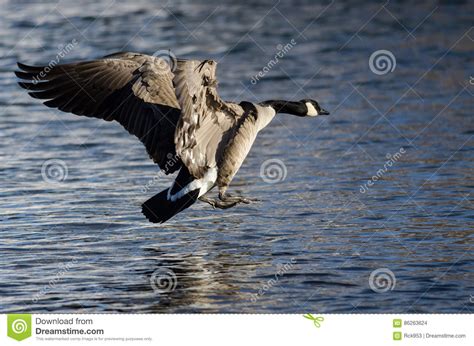 Canada Goose Coming In For A Landing On The Cold Winter River Stock