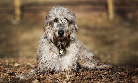 Download Irish Wolfhound Dog In The Snow Photo And Wallpaper Beautiful