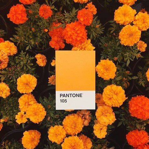 Marigold Orange Aesthetic Aesthetic Colors Aesthetic Wallpapers