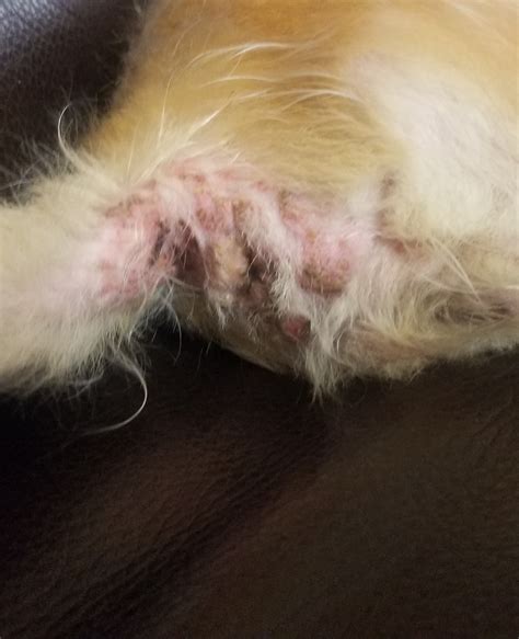 I Am Concerned About Some Rashes Appearing On My Dogs Tails Close To