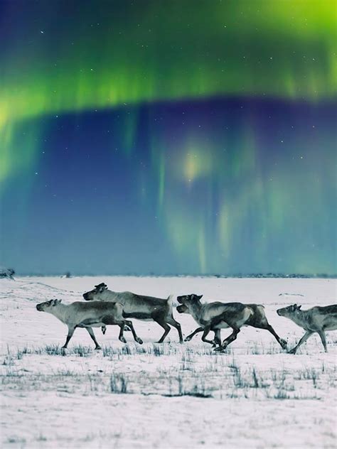 Arctic Tundra World Biomes The Wild Classroom