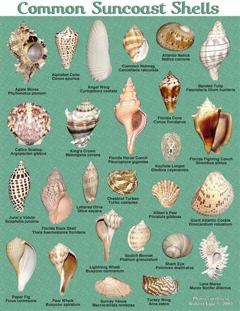 Shells Common Suncoast Shells At The Seashore