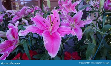 Fresh Pink Lily Flower In The Garden Stock Photo Image Of Flowers