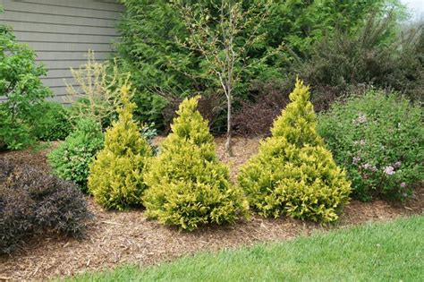 The Best Evergreen Shrubs For Your Front Yard Hunker