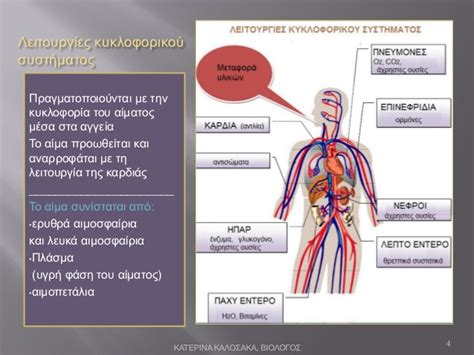 Κατεβάστε αυτή την δωρεάν εικόνα σχετικά με καρδιά ανθρώπινη ανατομία από την τεράστια βιβλιοθήκη ελεύθερων πνευματικών δικαιωμάτων εικόνων και βίντεο του pixabay. ΚΥΚΛΟΦΟΡΙΚΟ ΣΥΣΤΗΜΑ