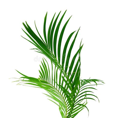 Concept Summer With Green Palm Leaf From Tropical Frond Floral Stock