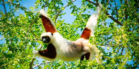 11 Leaping Lemur Facts Madagascar