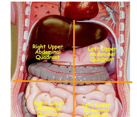 What Organs Are In The Right Lower Quadrant Nsodesigns