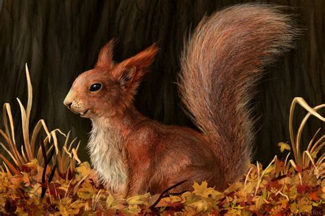 On Deviantart Squirrel