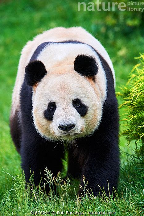 Stock Photo Of Giant Panda Male Portrait Ailuropoda Melanoleuca