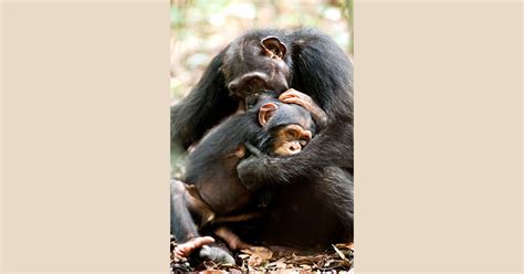 Chimpanzee Highlights Human Side Of Our Closest Relatives In The Wild