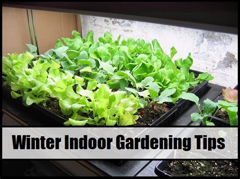 If you live somewhere with a cold climate, move your african violet into direct sunlight during the winter. Winter Indoor Gardening Tips - The Prepared Page