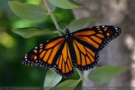 Monarch Begins Her Butterfly Life