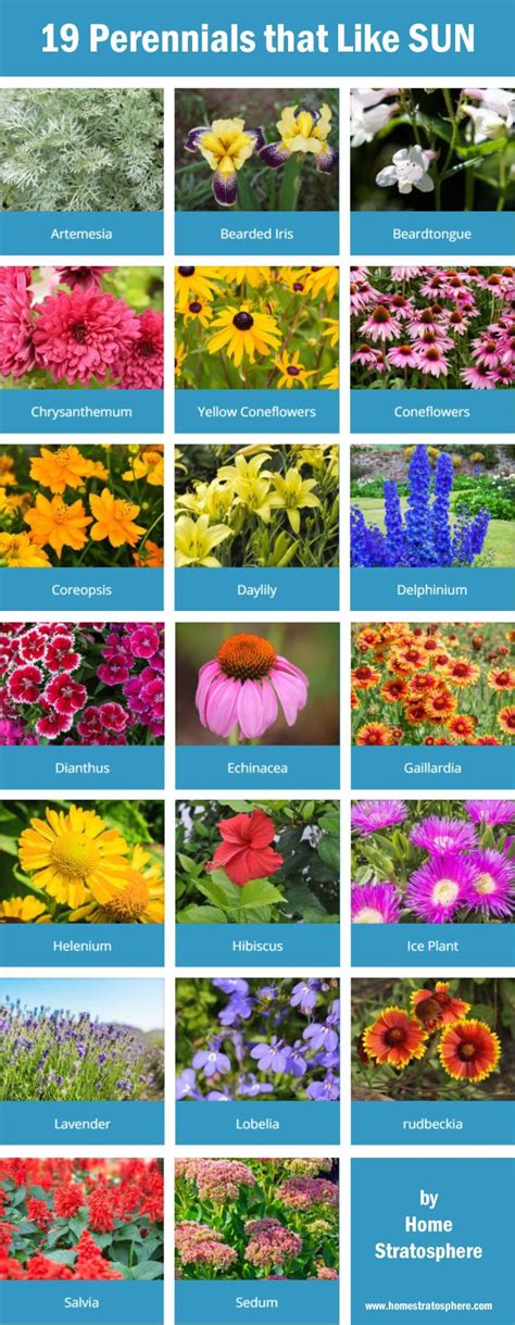 101 Types Of Perennials A To Z Photo Database Outdoor Diy