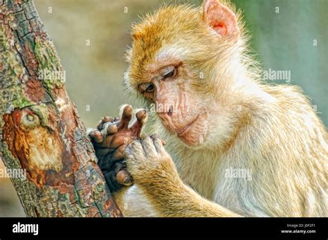 Funny Monkey Look At Fingers Stock Photo Alamy