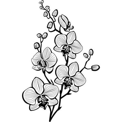 Click On The Picture To See All The Floral Sketch Collection Orchid