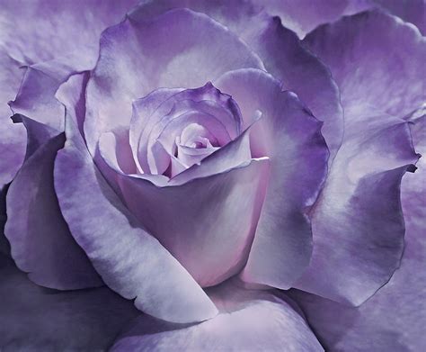 Dramatic Purple Rose Flower Photograph By Jennie Marie Schell