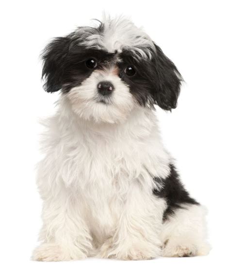 Everything Havanese Learn All About The Havanese Breed