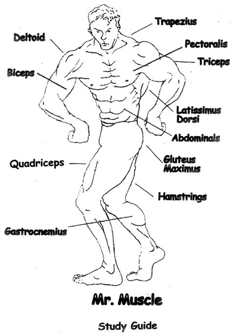 Basic Muscles