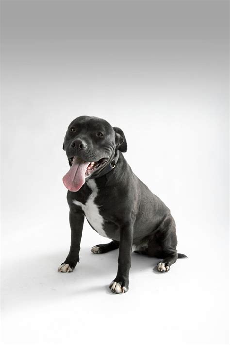 At this time, adopters complete our adoption contract and pay the adoption donation. Los Angeles Animal Rescue: 9 LA Dogs In Need Of Homes ...