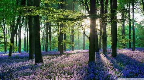 Beautiful Field Of Violet Flowers In A Forest Wallpaper