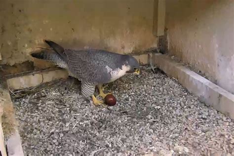 Eggs Laid By Peregrine Falcons In Pennsylvanias Livestreaming Nests