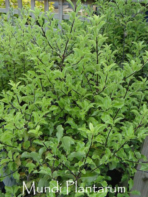 Pittosporum Tenuifolium Arundel Green Mundi Plantarum