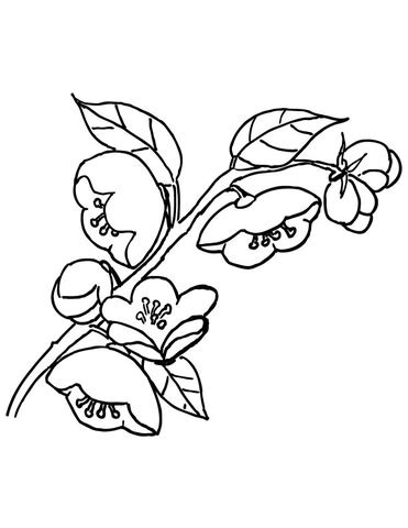Shopkins coloring pages apple blossom. 301 Moved Permanently