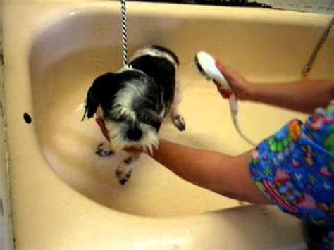 If your dog has double coats, make sure to pick out a dog dryer with a about: Cut N Dry Dog Grooming Buddy gets his bath - YouTube