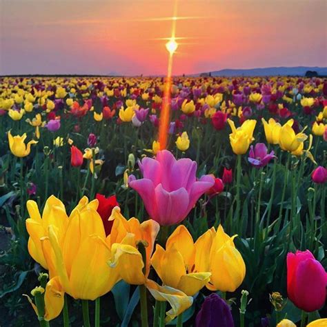 Sunrise Spring Wonderland Beautiful Vibrant Colorful Tulips Fields