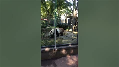 How Giant Panda Poop Youtube