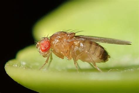 Foto Lalat Buah Produksi Zat Kimia Agar Betina Tidak Kawin Dengan