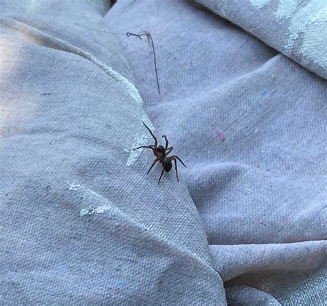 Brown Recluse Found Inside In Luquillo Puerto Rico Rwhatsthisbug