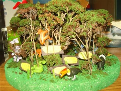 In Touch With Science Rainforest Biome Science Projects For Kids