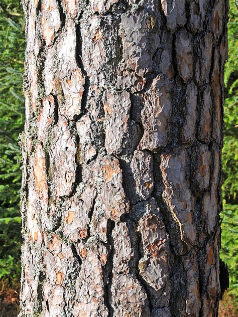 Scots Pine Bark © Dr Richard Murray Geograph Britain And Ireland