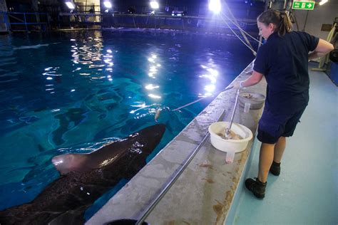 Volunteering And Work Experience National Marine Aquarium