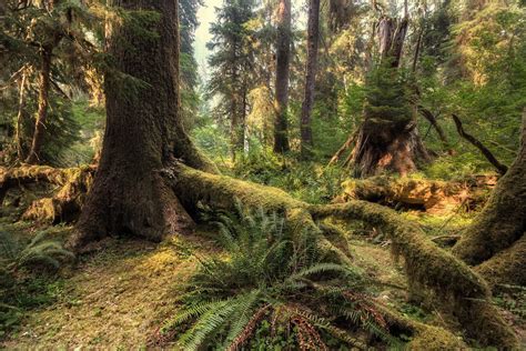 Dense Overgrowth Inside Of The Hoh Rain Forest Olympic National Park Wa 2500x1667 Oc