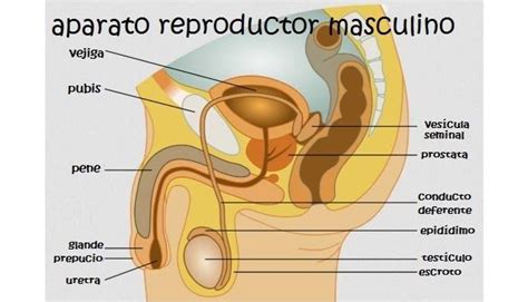 Anatomia Aparato Reproductor Femenino Doovi My Xxx Hot Girl
