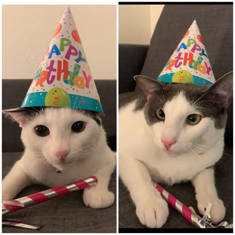 Funny Cat Wearing A Birthday Hat Happybirthday Funnycat Cat Happy
