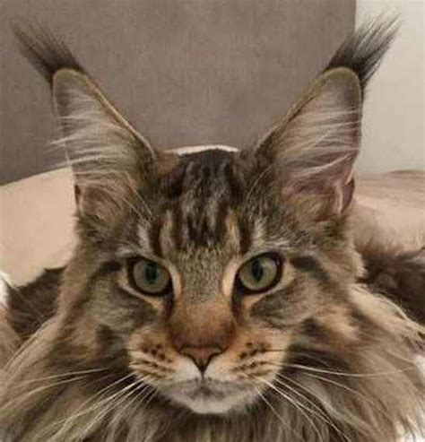 Top Photos Cat With Ear Tufts Breed Are There Any Domestic Cat Breeds With Ears Similar To