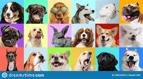 Creative Collage Of Different Breeds Of Dogs On Colorful Background