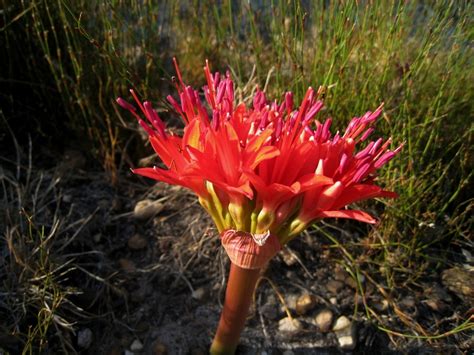 African Plants A Photo Guide Brunsvigia Marginata Jacq Aiton