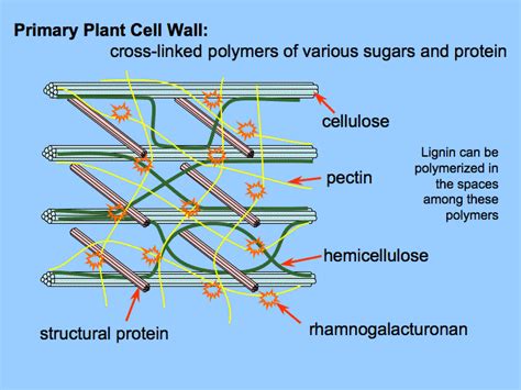Jan 15, 2018 · cellulose and hemicellulose are two polysaccharides that serve as the structural components of the plant cell wall. hémicellulose