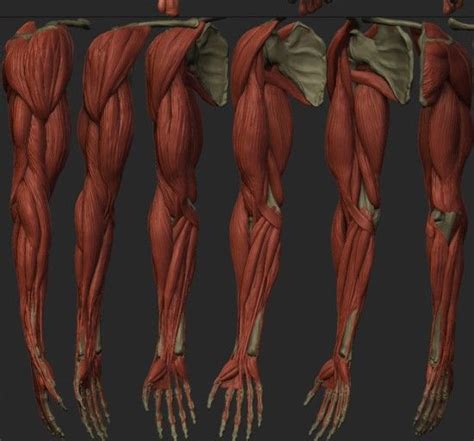 남자 팔 뼈대 해부도 근육 단계 위치 살 팔 근육 붙이기 Anatomia Umana Disegno Di Anatomia