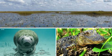 Restoring Americas Everglades The National Wildlife Federation Blog