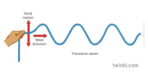 Transverse Waves Illustration Twinkl