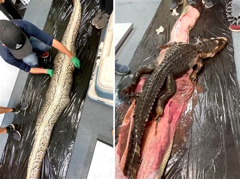 Video Whole Alligator Found Inside An 18 Foot Python Outdoor Life
