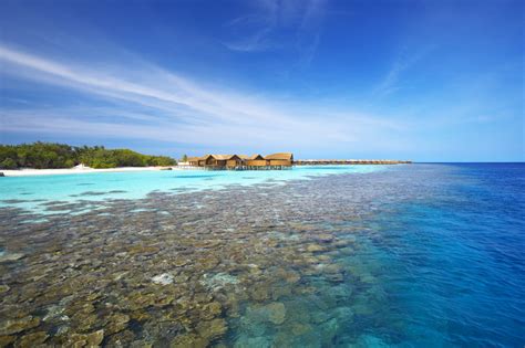La meilleure période pour s'y rendre reste celle de décembre à. Snorkeling aux Maldives en images: le récif de Lily Beach ...