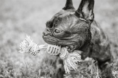 Click here to view french bulldogs in texas for adoption. French Bulldog Rescue Network :: Perdita in TX