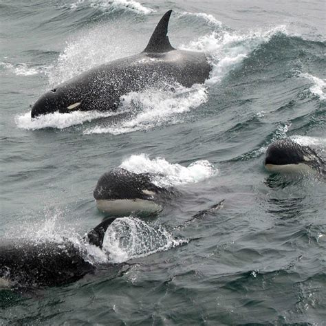 Reportajes Y Fotografías De Orcas En National Geographic